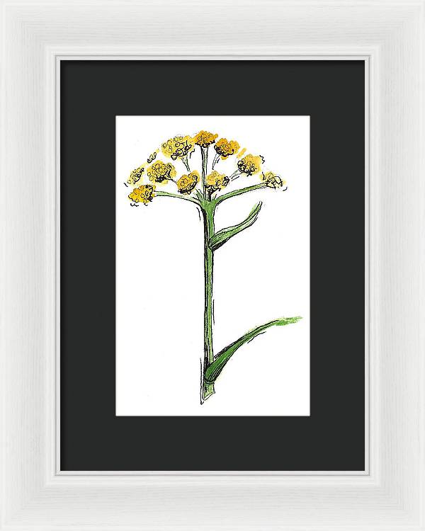 Asafoetida Herb - Framed Print