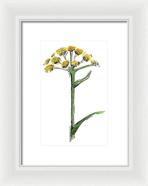 Asafoetida Herb - Framed Print