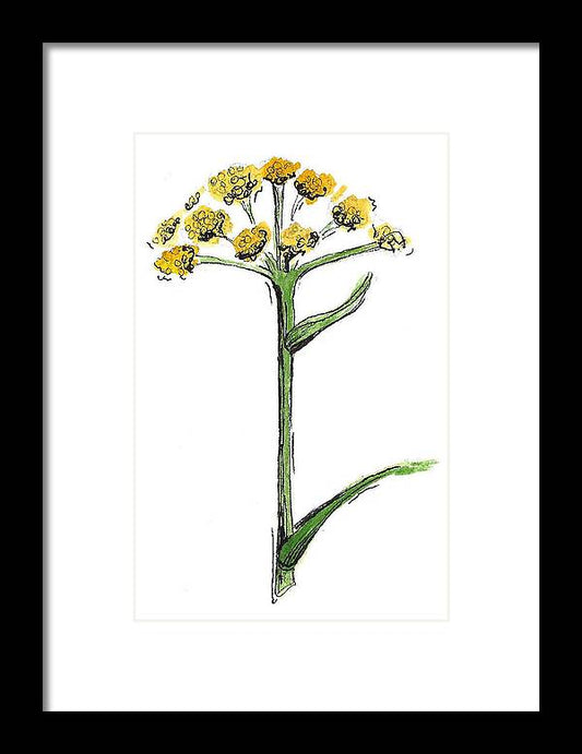 Asafoetida Herb - Framed Print