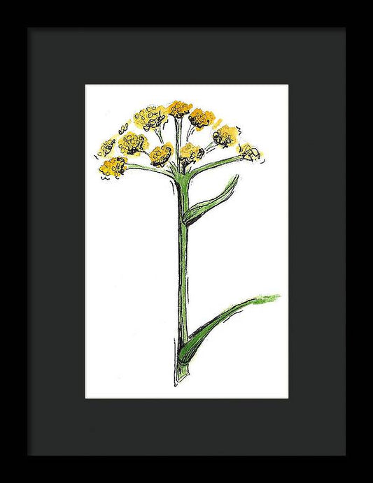 Asafoetida Herb - Framed Print